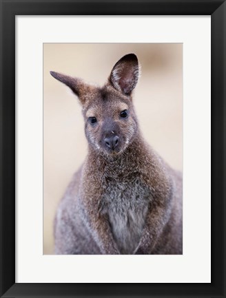 Framed Close up of Red-necked and Bennett&#39;s Wallaby wildlife, Australia Print