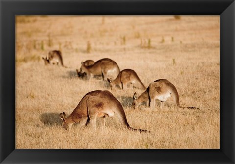 Framed Eastern Grey Kangaroo group grazing Print