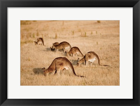 Framed Eastern Grey Kangaroo group grazing Print