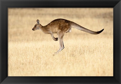 Framed Eastern Grey Kangaroo, Tasmania, Australia Print