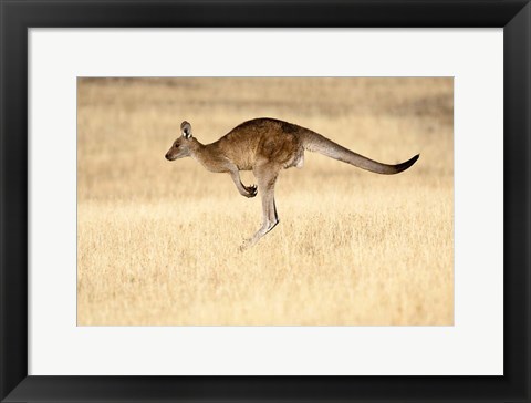 Framed Eastern Grey Kangaroo, Tasmania, Australia Print