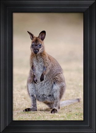Framed Red-necked and Bennett&#39;s Wallaby wildlife, Australia Print