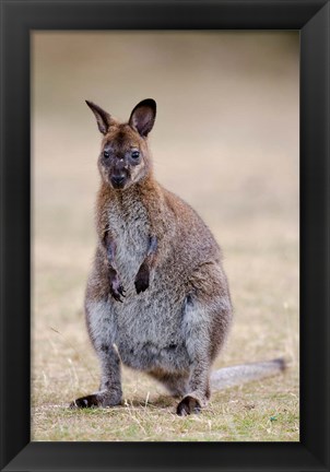 Framed Red-necked and Bennett&#39;s Wallaby wildlife, Australia Print