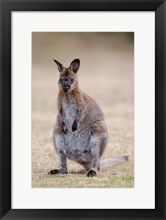 Framed Red-necked and Bennett&#39;s Wallaby wildlife, Australia Print