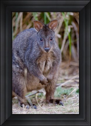Framed Tasmanian Pademelon wildlife, Tasmania, Australia Print