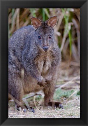 Framed Tasmanian Pademelon wildlife, Tasmania, Australia Print