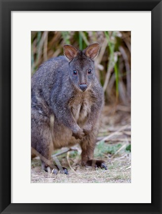 Framed Tasmanian Pademelon wildlife, Tasmania, Australia Print