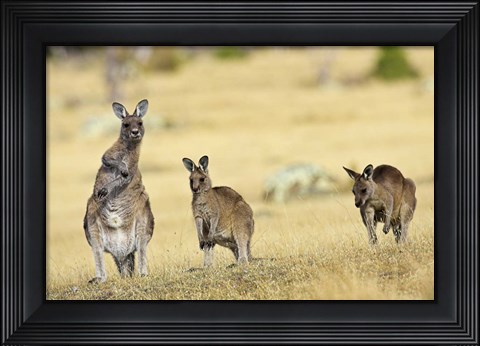 Framed Eastern Grey Kangaroo group standing upright Print