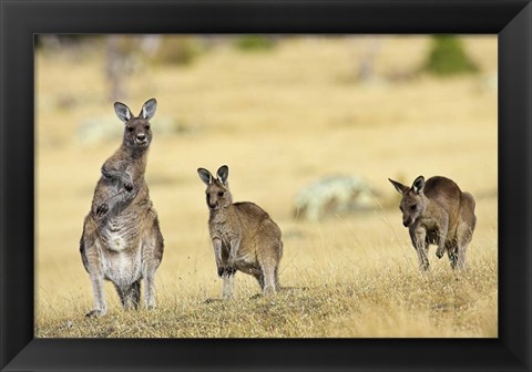 Framed Eastern Grey Kangaroo group standing upright Print