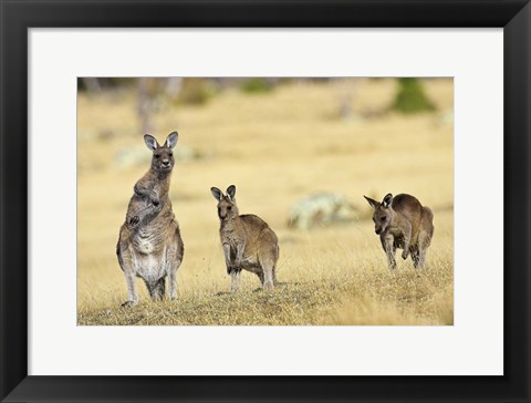 Framed Eastern Grey Kangaroo group standing upright Print
