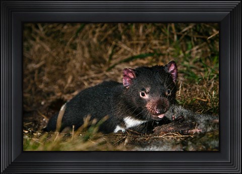 Framed Tasmanian Devil wildlife eating carrion, Tasmania Print