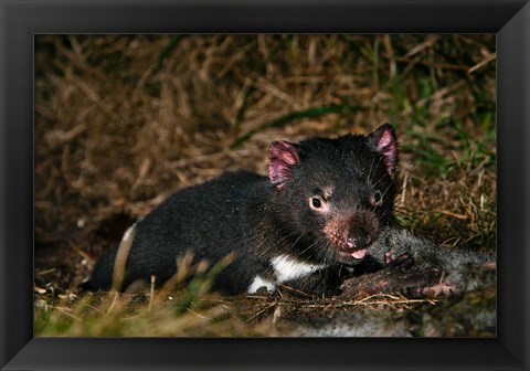 Framed Tasmanian Devil wildlife eating carrion, Tasmania Print