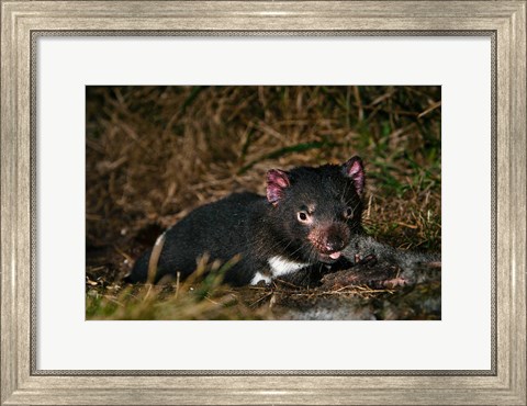 Framed Tasmanian Devil wildlife eating carrion, Tasmania Print