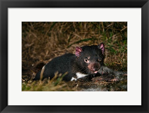 Framed Tasmanian Devil wildlife eating carrion, Tasmania Print