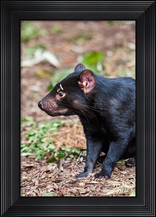 Framed Tasmanian Devil wildlife, Tasmania, Australia Print