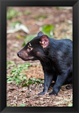 Framed Tasmanian Devil wildlife, Tasmania, Australia Print