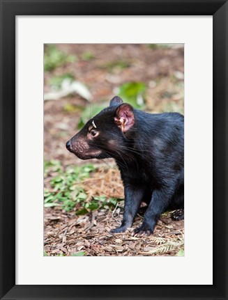 Framed Tasmanian Devil wildlife, Tasmania, Australia Print