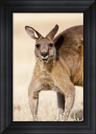 Framed Eastern Grey Kangaroo portrait Print