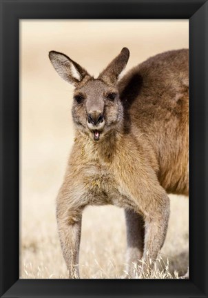 Framed Eastern Grey Kangaroo portrait Print