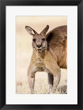 Framed Eastern Grey Kangaroo portrait Print