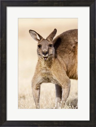 Framed Eastern Grey Kangaroo portrait Print