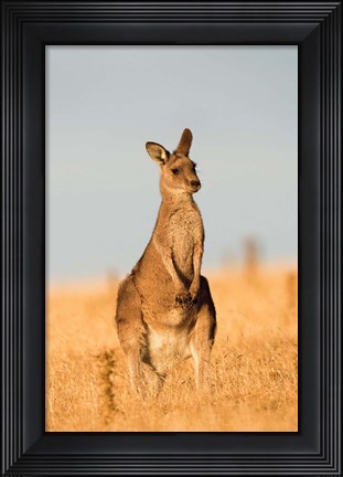 Framed Eastern Grey Kangaroo portrait during sunset Print