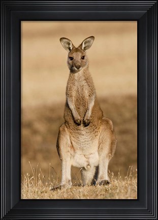 Framed Eastern Grey Kangaroo portrait frontal Print