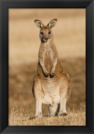 Framed Eastern Grey Kangaroo portrait frontal Print