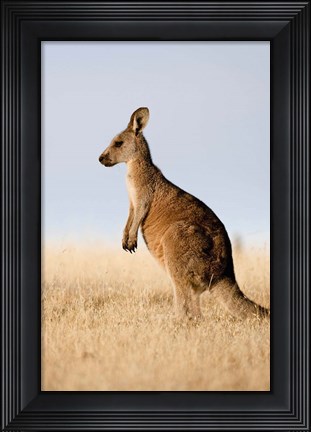 Framed Eastern Grey Kangaroo portrait lateral view Print