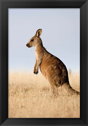 Framed Eastern Grey Kangaroo portrait lateral view Print