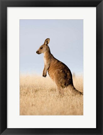 Framed Eastern Grey Kangaroo portrait lateral view Print