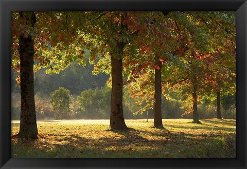 Framed Australia, New South Wales, Khancoban, Autumn Print