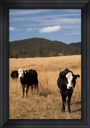 Framed Australia, New South Wales, Wauchope, Cows, Farmland Print