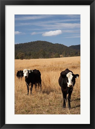 Framed Australia, New South Wales, Wauchope, Cows, Farmland Print