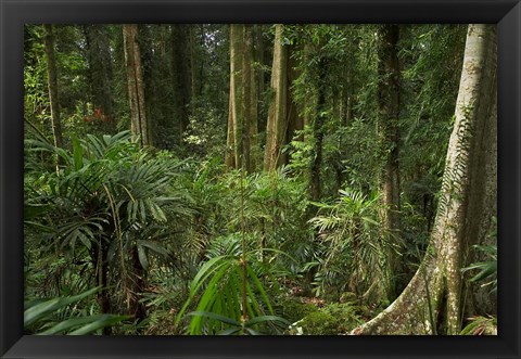 Framed Australia, NSW, Rainforest Trees, Wonga Walk, Dorrigo NP Print