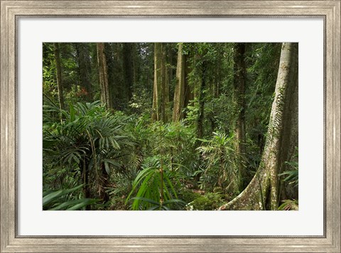 Framed Australia, NSW, Rainforest Trees, Wonga Walk, Dorrigo NP Print