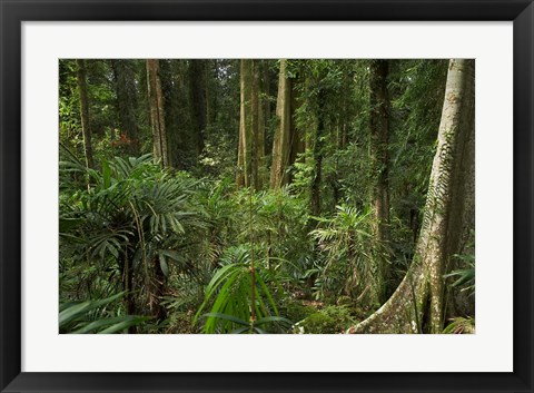 Framed Australia, NSW, Rainforest Trees, Wonga Walk, Dorrigo NP Print