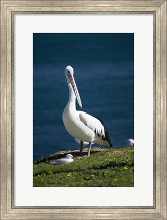 Framed Australian Pelican bird, Blacksmiths, Australia Print