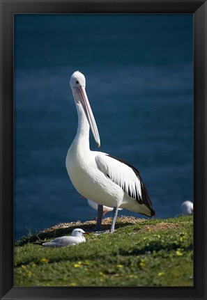 Framed Australian Pelican bird, Blacksmiths, Australia Print