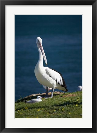 Framed Australian Pelican bird, Blacksmiths, Australia Print