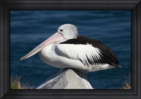 Framed Australian Pelican bird, Blacksmiths, NSW, Australia Print
