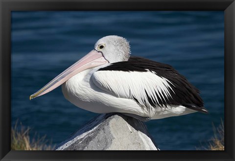 Framed Australian Pelican bird, Blacksmiths, NSW, Australia Print