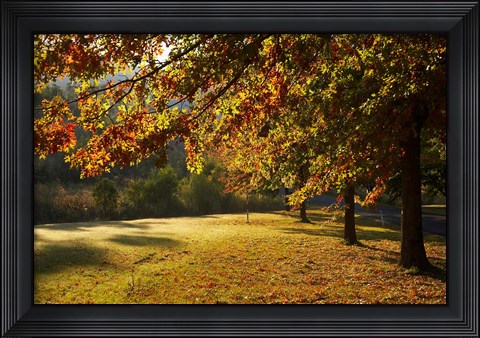 Framed Autumn Trees in Khancoban, Snowy Mountains, New South Wales, Australia Print
