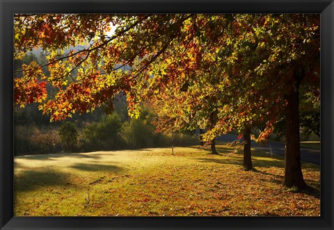 Framed Autumn Trees in Khancoban, Snowy Mountains, New South Wales, Australia Print