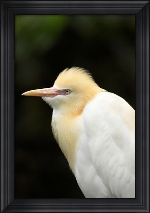 Framed Cattle Egret (Ardea ibis), North Queensland, Australia Print