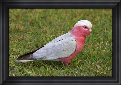 Framed Galah bird, Nambucca Heads, New South Wales, Australia Print