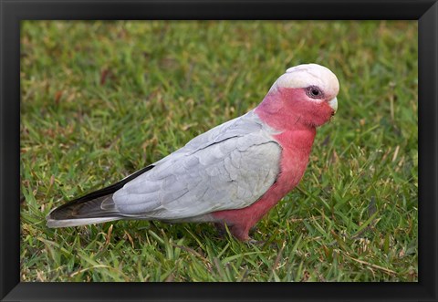 Framed Galah bird, Nambucca Heads, New South Wales, Australia Print