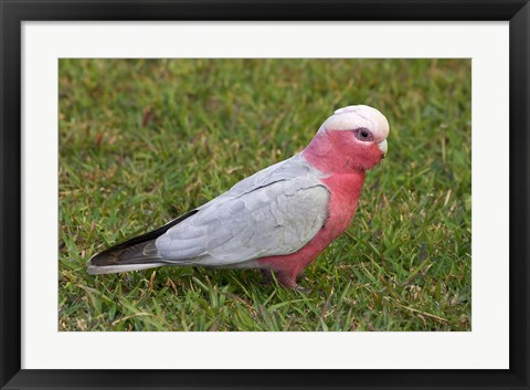 Framed Galah bird, Nambucca Heads, New South Wales, Australia Print