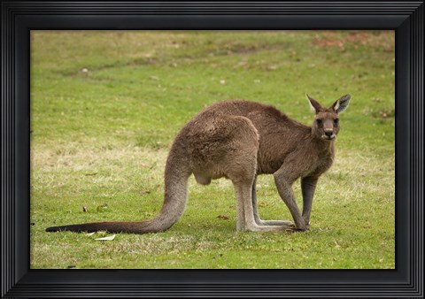 Framed Kangaroo, Trial Bay, New South Wales, Australia Print