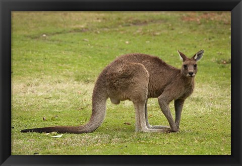 Framed Kangaroo, Trial Bay, New South Wales, Australia Print